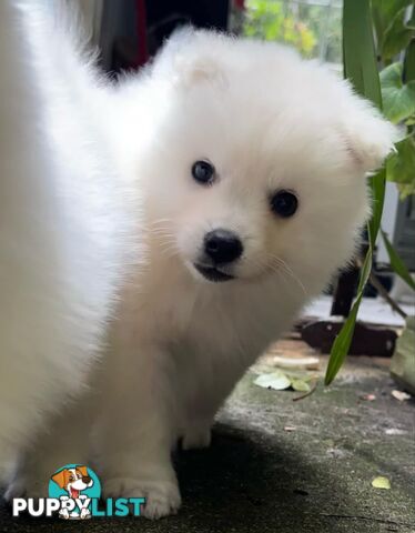 Purebred Japanese Spitz puppies ANKC registered