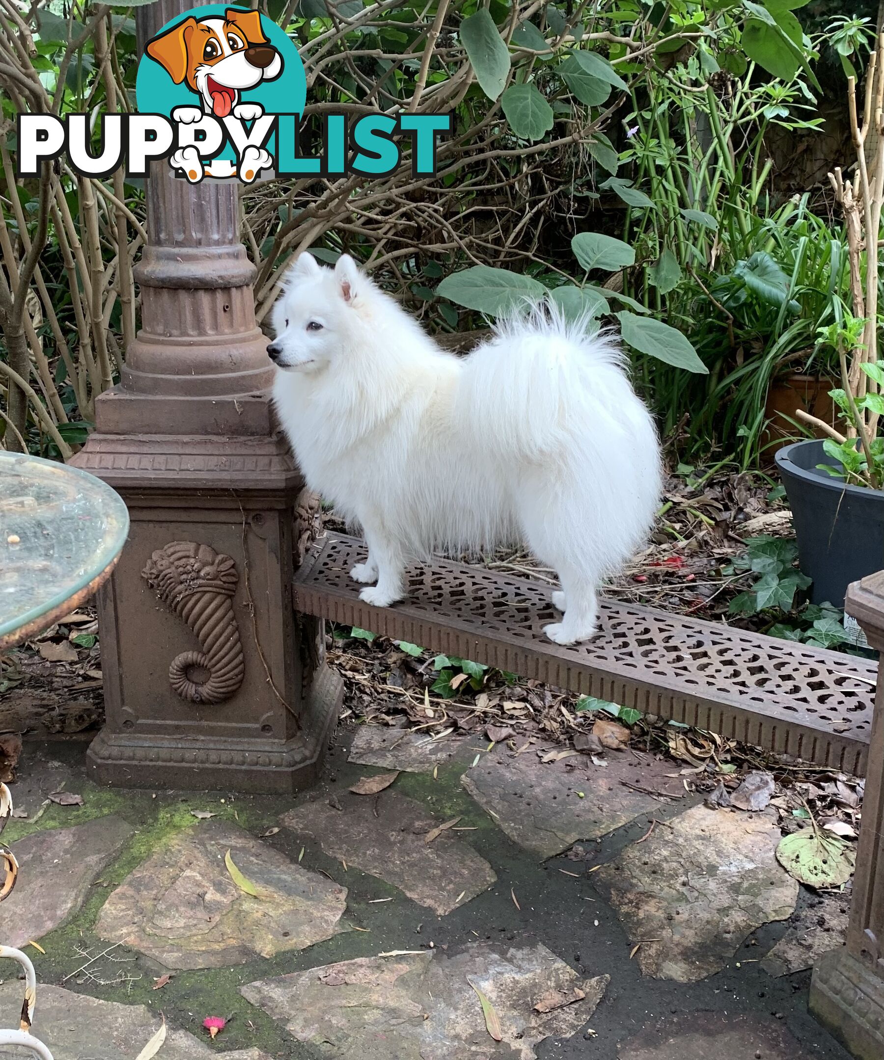 Purebred Japanese Spitz puppies ANKC registered