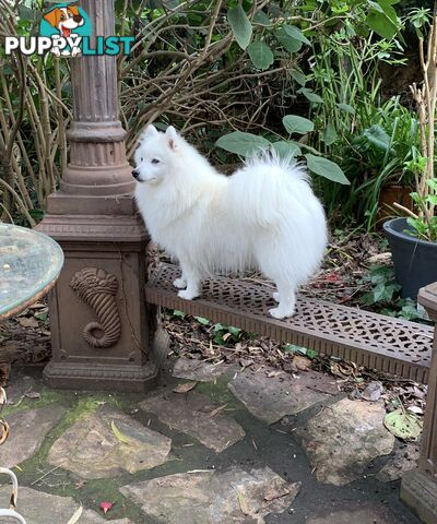 Purebred Japanese Spitz puppies ANKC registered