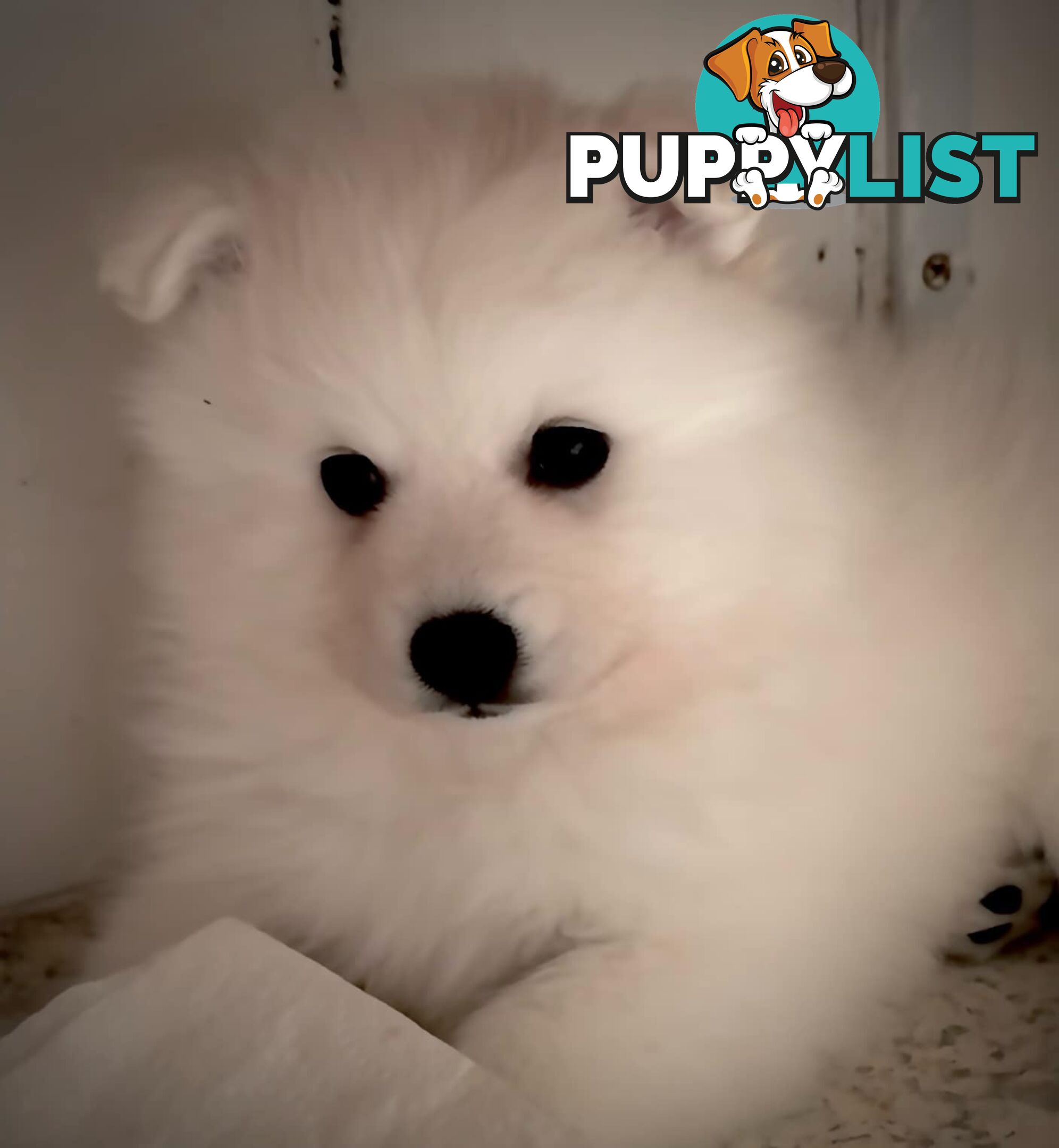 Purebred Japanese Spitz puppies ANKC registered