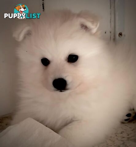 Purebred Japanese Spitz puppies ANKC registered