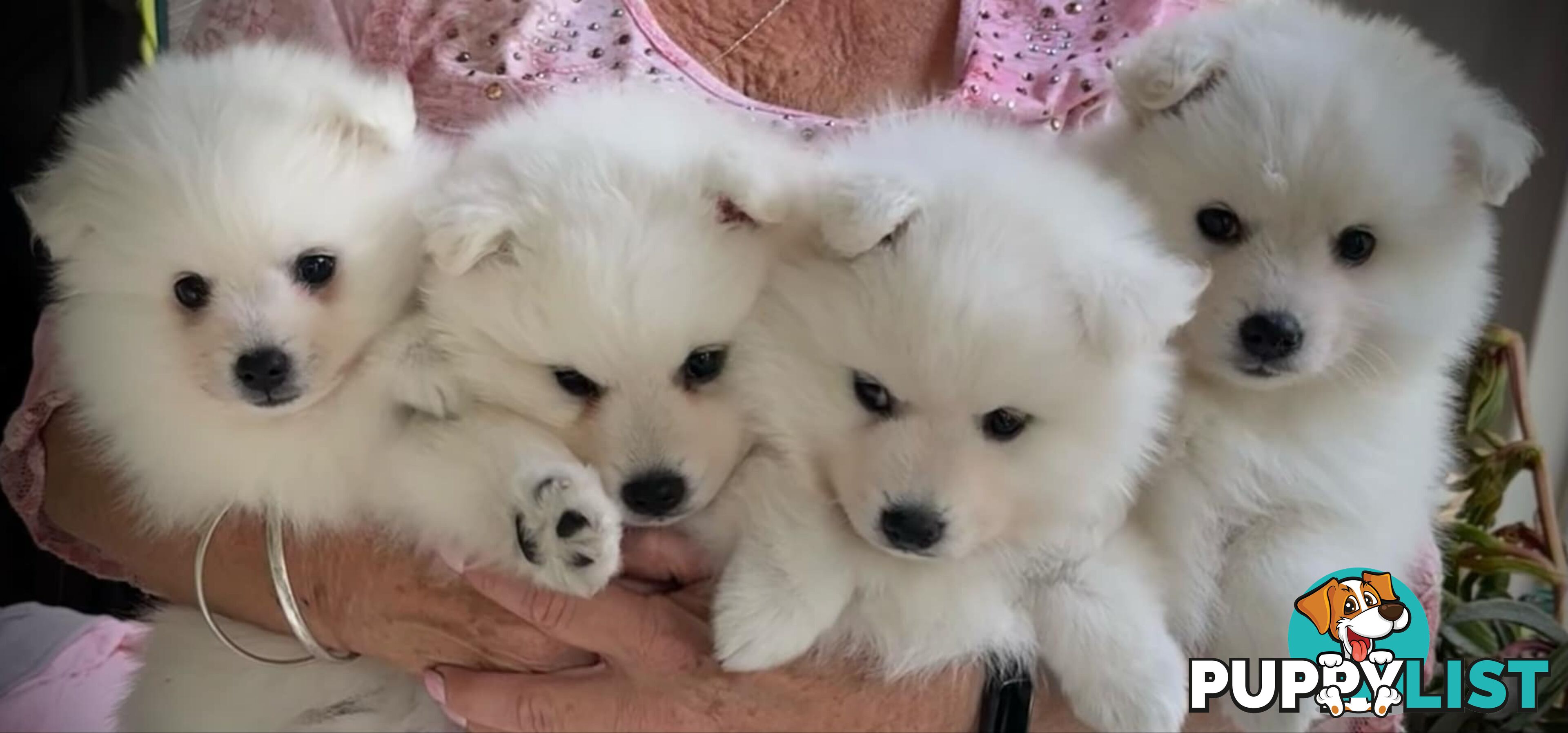 Purebred Japanese Spitz puppies ANKC registered