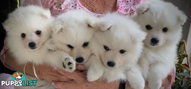 Purebred Japanese Spitz puppies ANKC registered