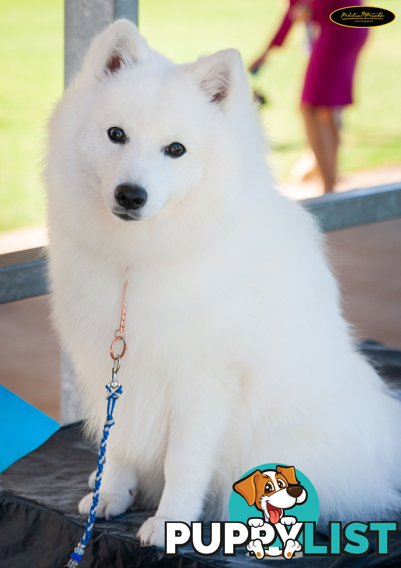 Purebred Japanese Spitz puppies ANKC registered