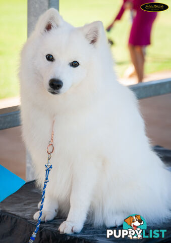 Purebred Japanese Spitz puppies ANKC registered