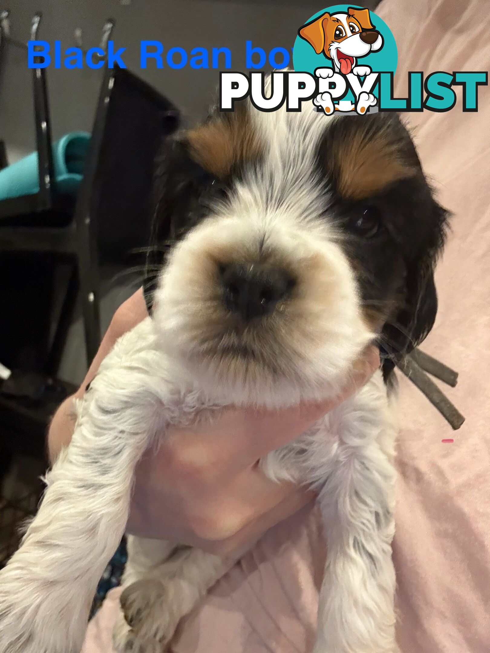 Cocker Spaniel x Cavoodle Puppies