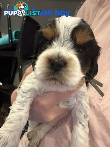 Cocker Spaniel x Cavoodle Puppies