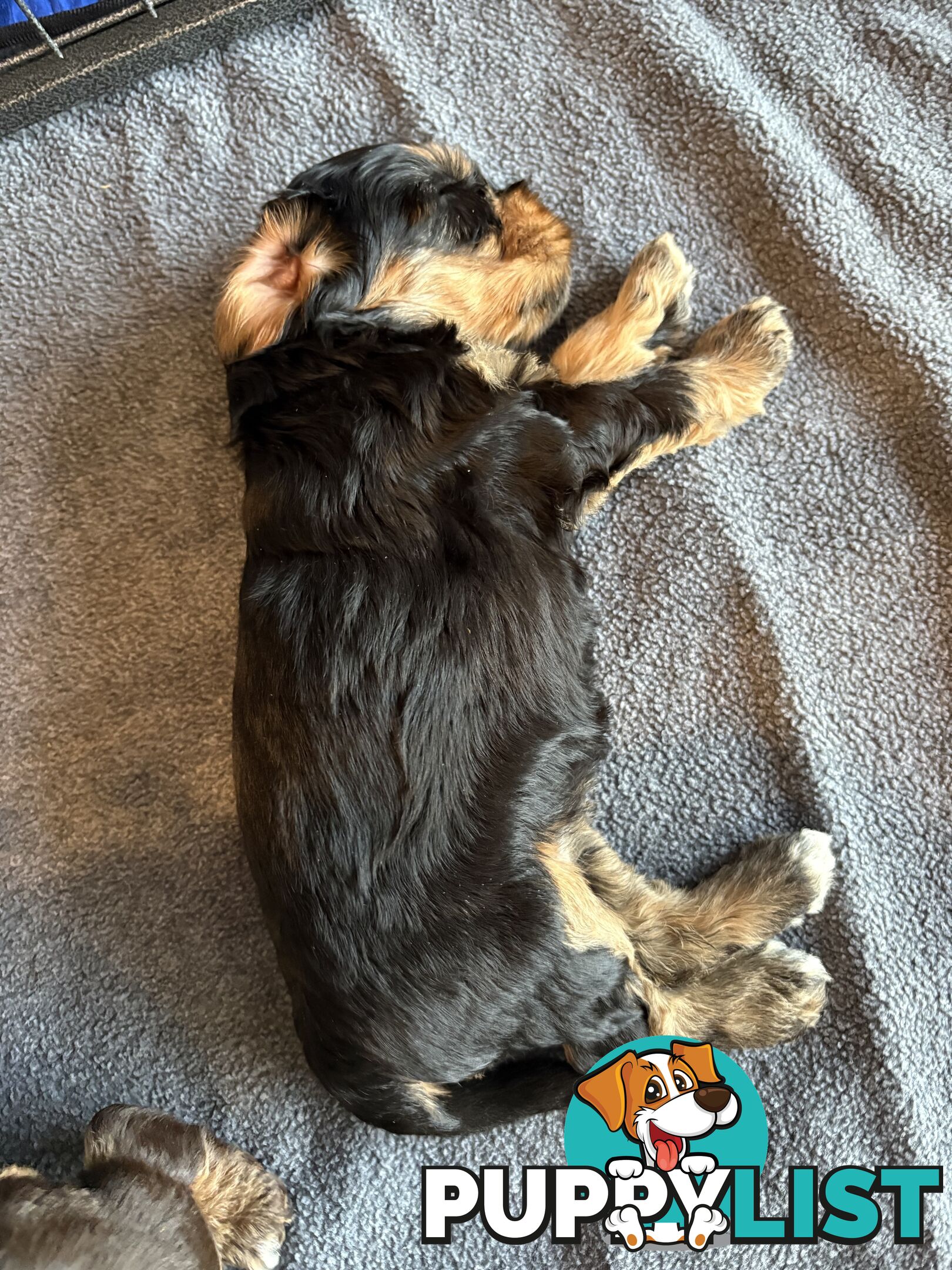 Cocker Spaniel x Cavoodle Puppies