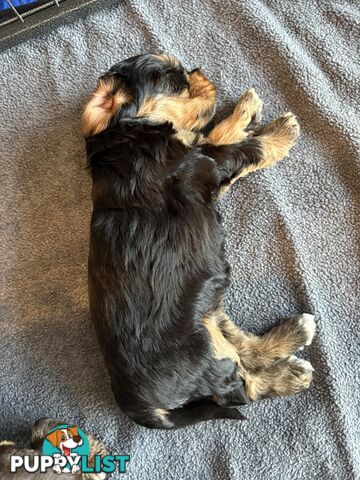 Cocker Spaniel x Cavoodle Puppies