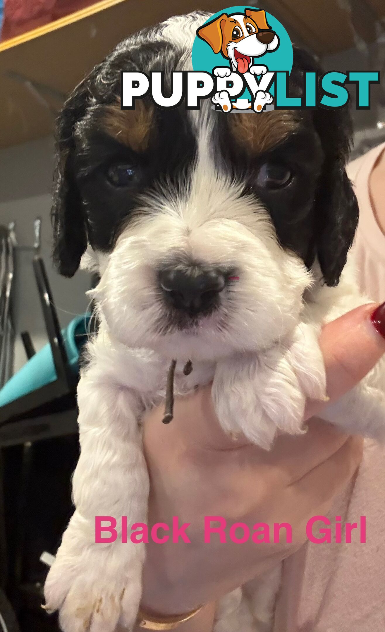 Cocker Spaniel x Cavoodle Puppies