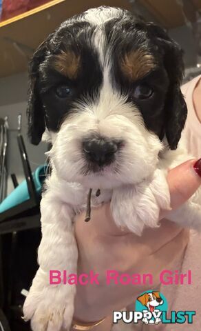 Cocker Spaniel x Cavoodle Puppies