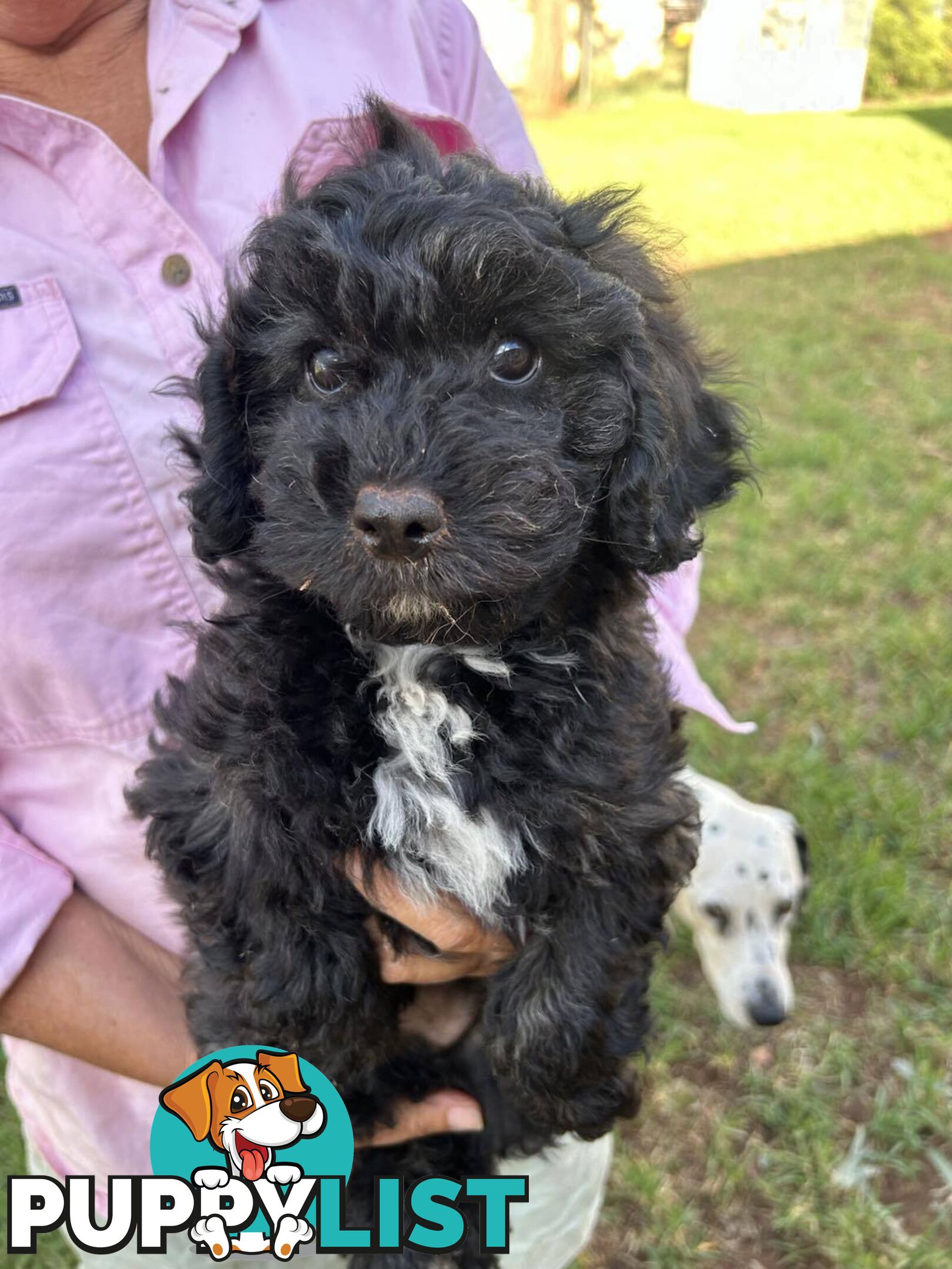 Gorgeous Male Cavoodle Puppies