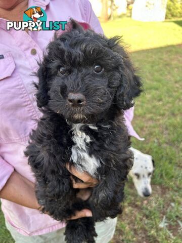 Gorgeous Male Cavoodle Puppies