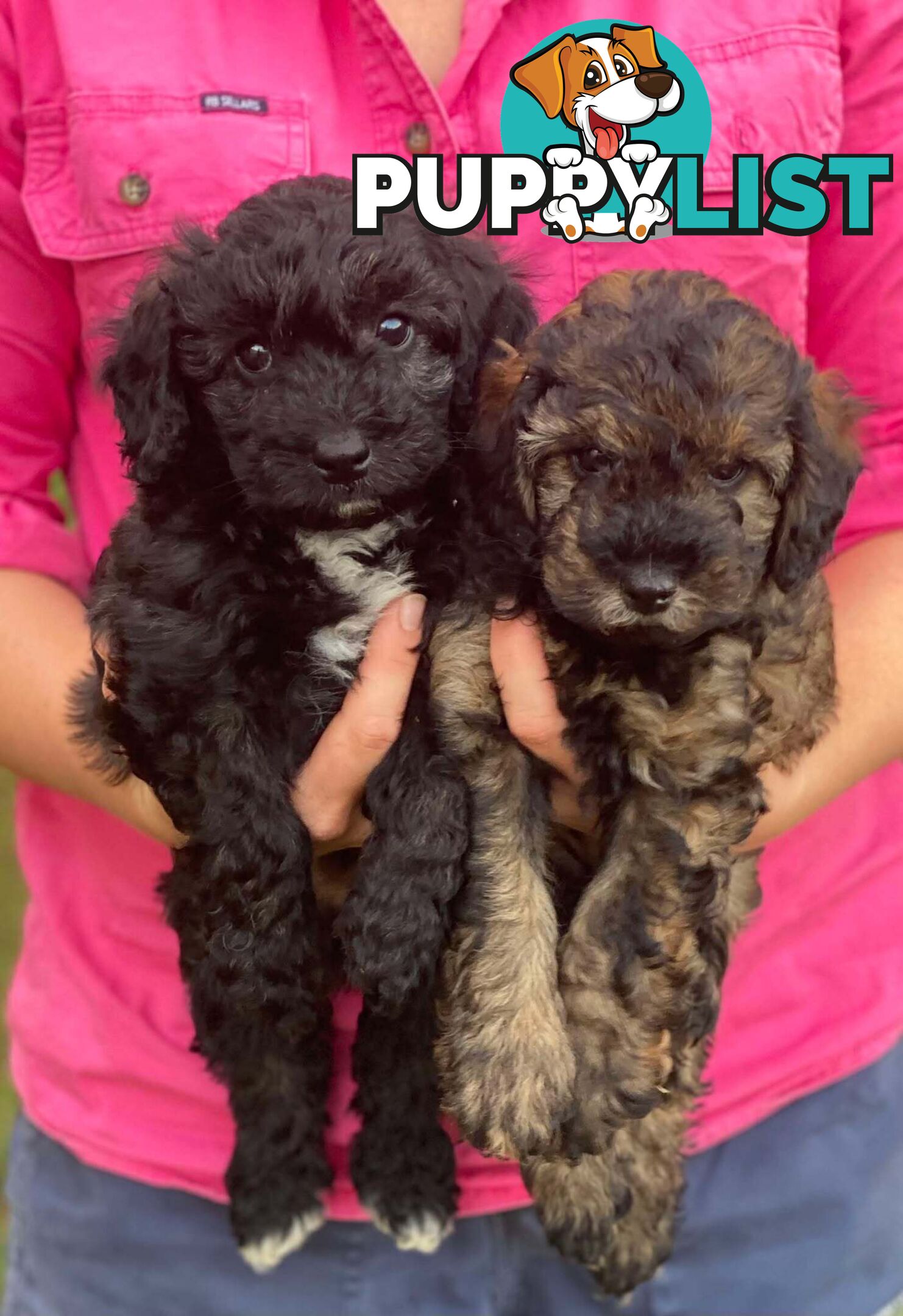 Gorgeous Male Cavoodle Puppies