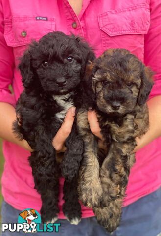 Gorgeous Male Cavoodle Puppies