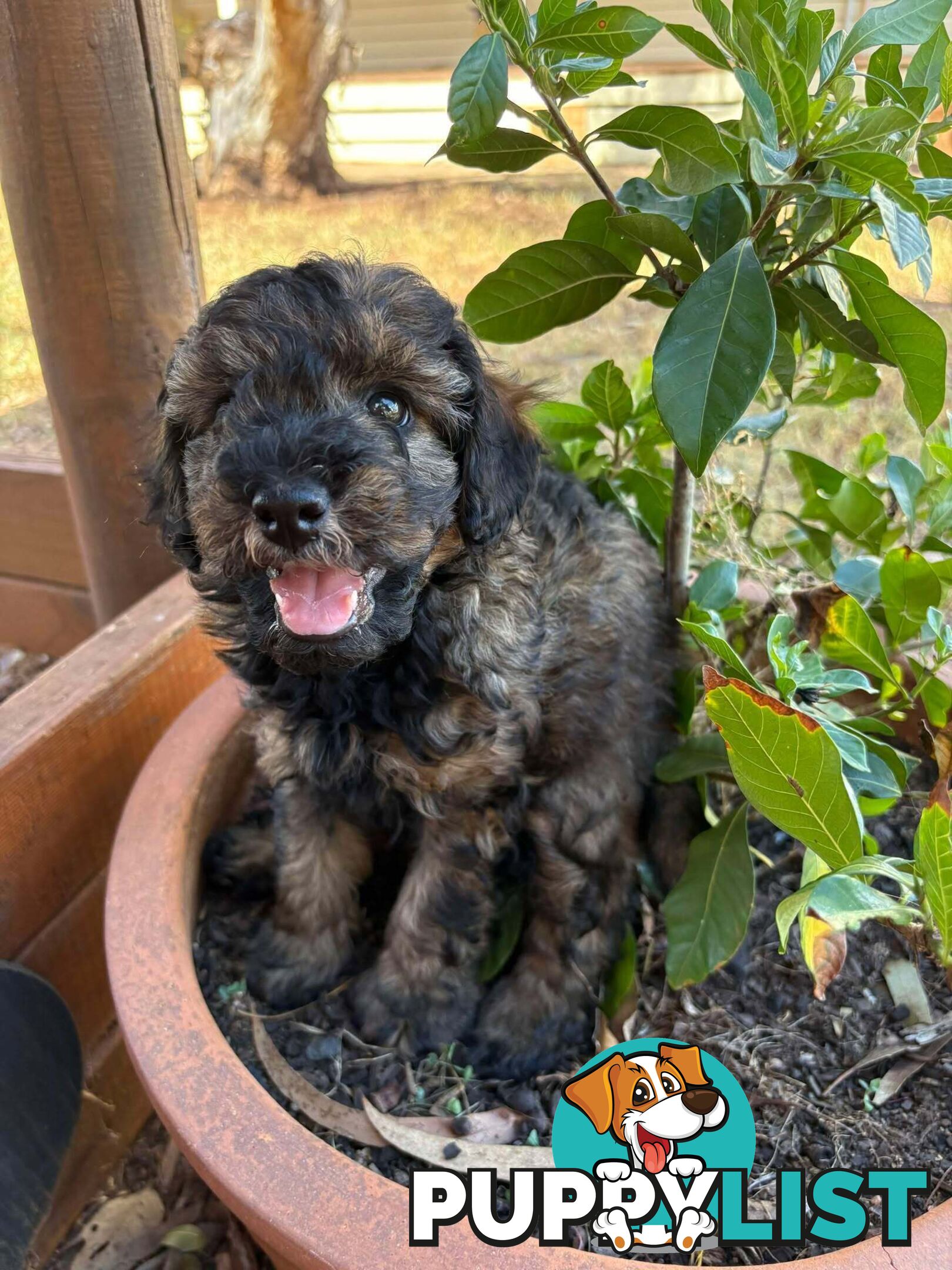 Gorgeous Male Cavoodle Puppies