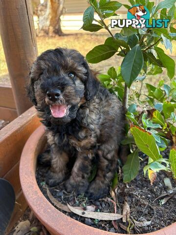 Gorgeous Male Cavoodle Puppies