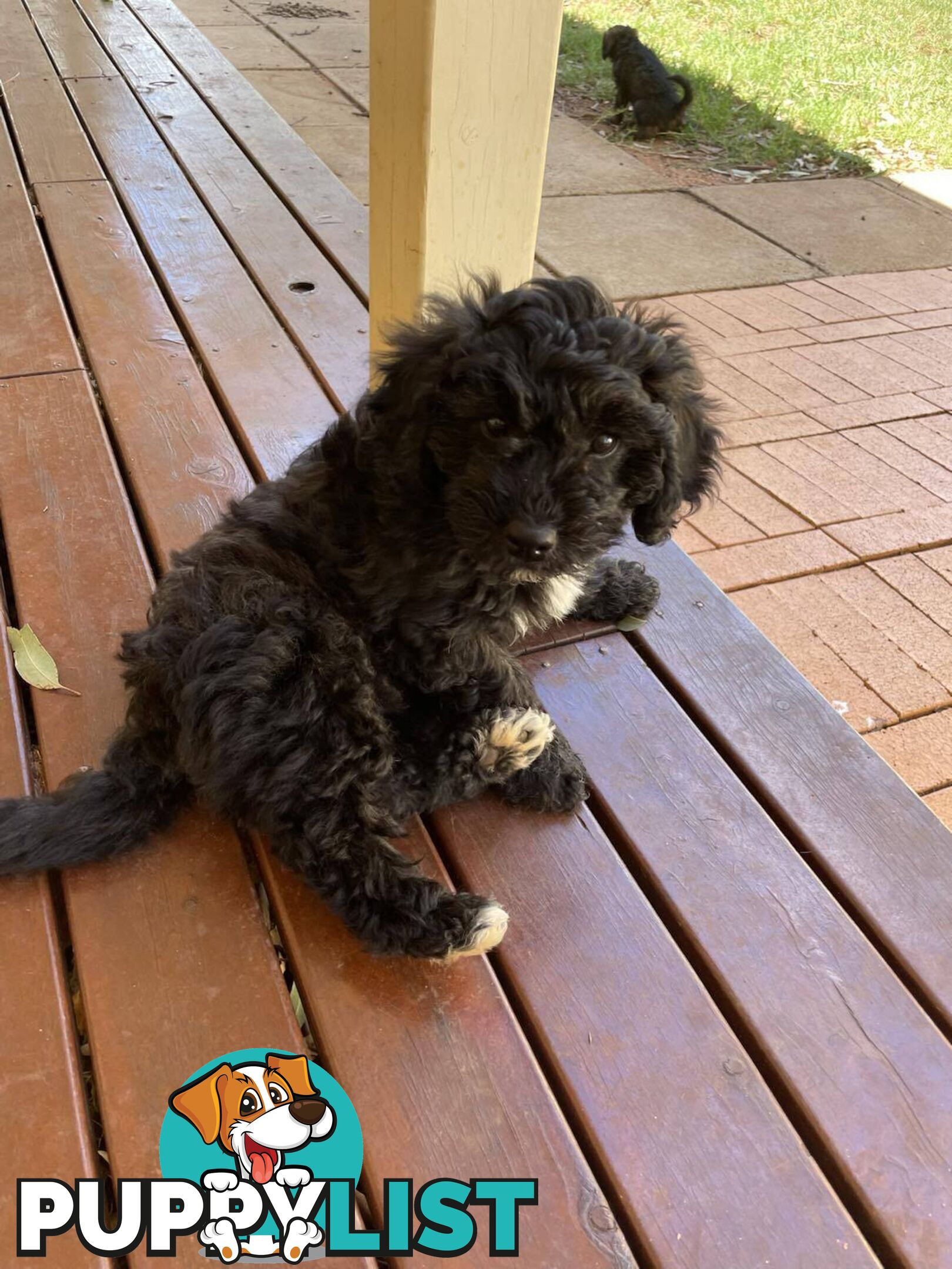 Gorgeous Male Cavoodle Puppies