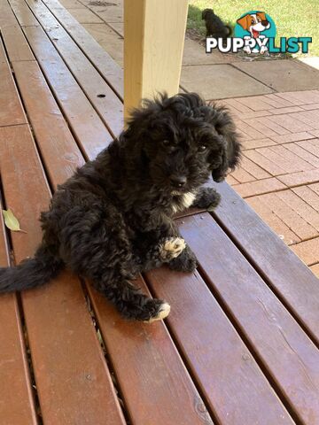 Gorgeous Male Cavoodle Puppies