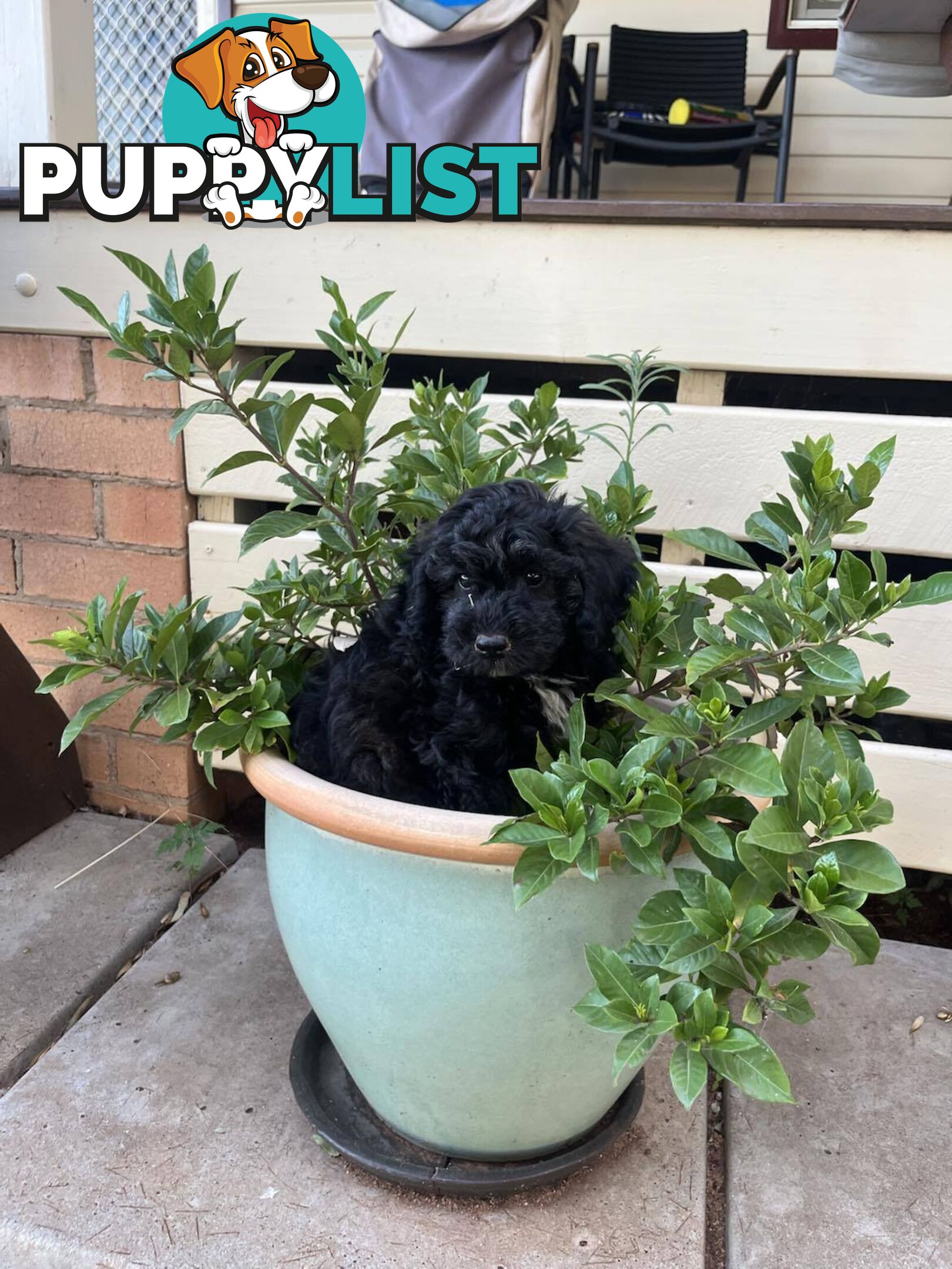 Gorgeous Male Cavoodle Puppies