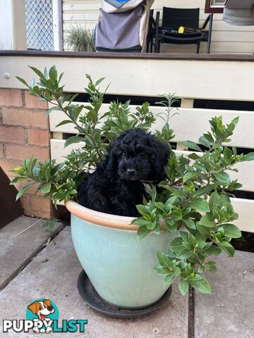 Gorgeous Male Cavoodle Puppies