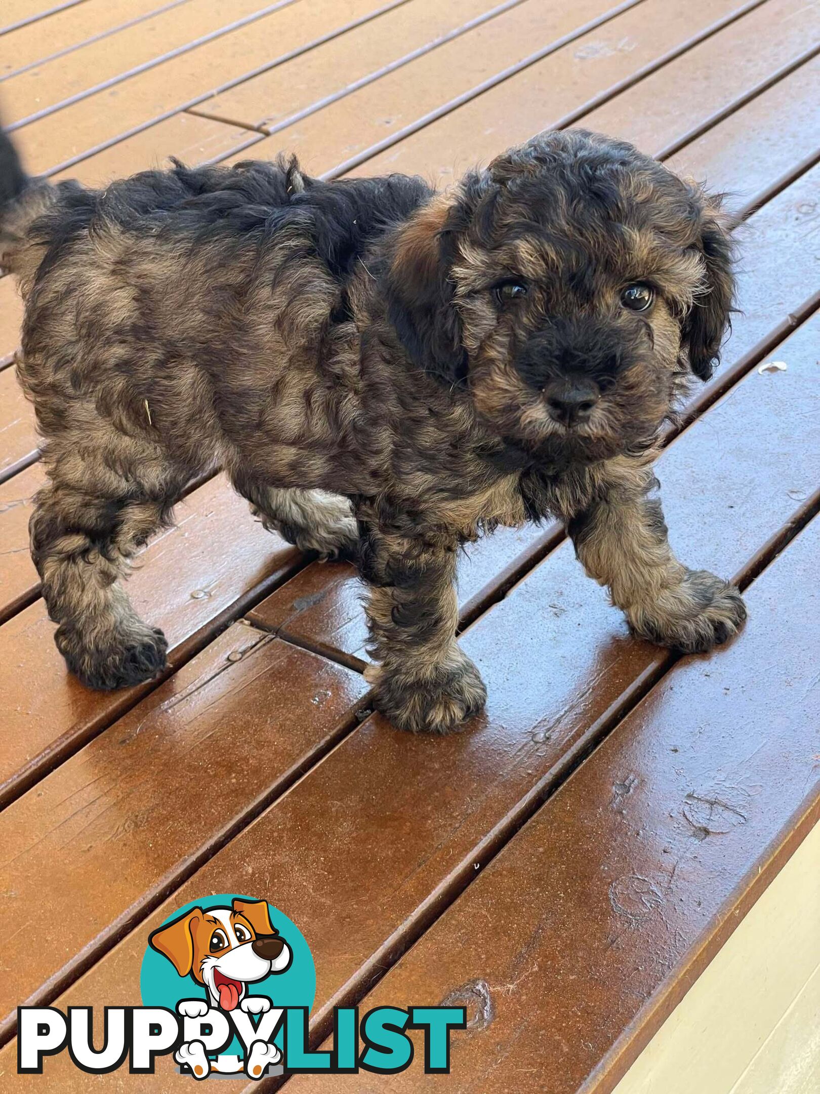 Gorgeous Male Cavoodle Puppies