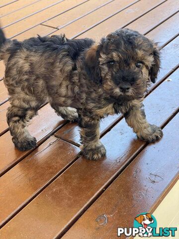 Gorgeous Male Cavoodle Puppies