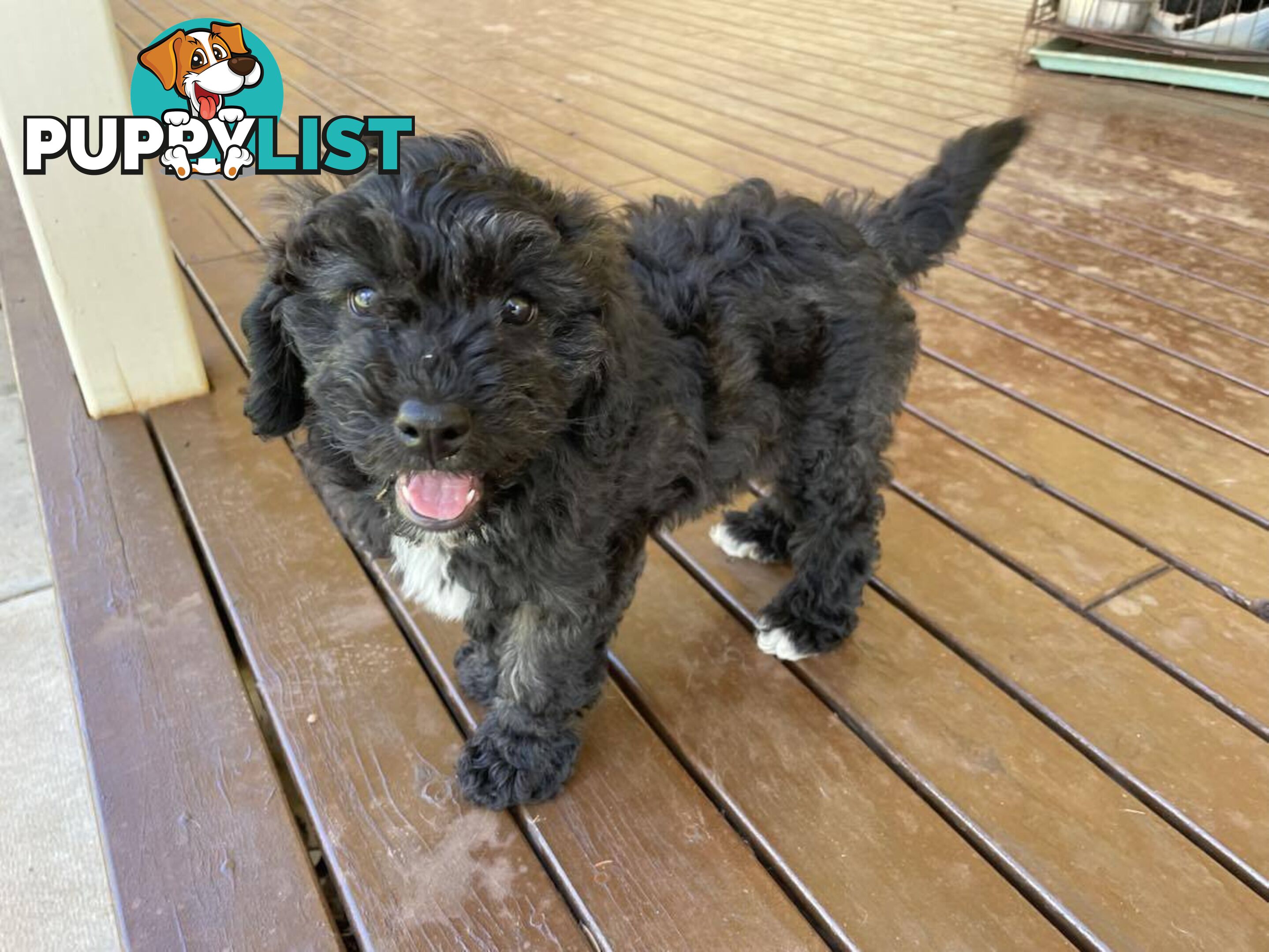 Gorgeous Male Cavoodle Puppies