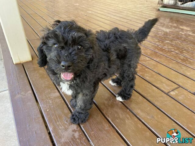 Gorgeous Male Cavoodle Puppies