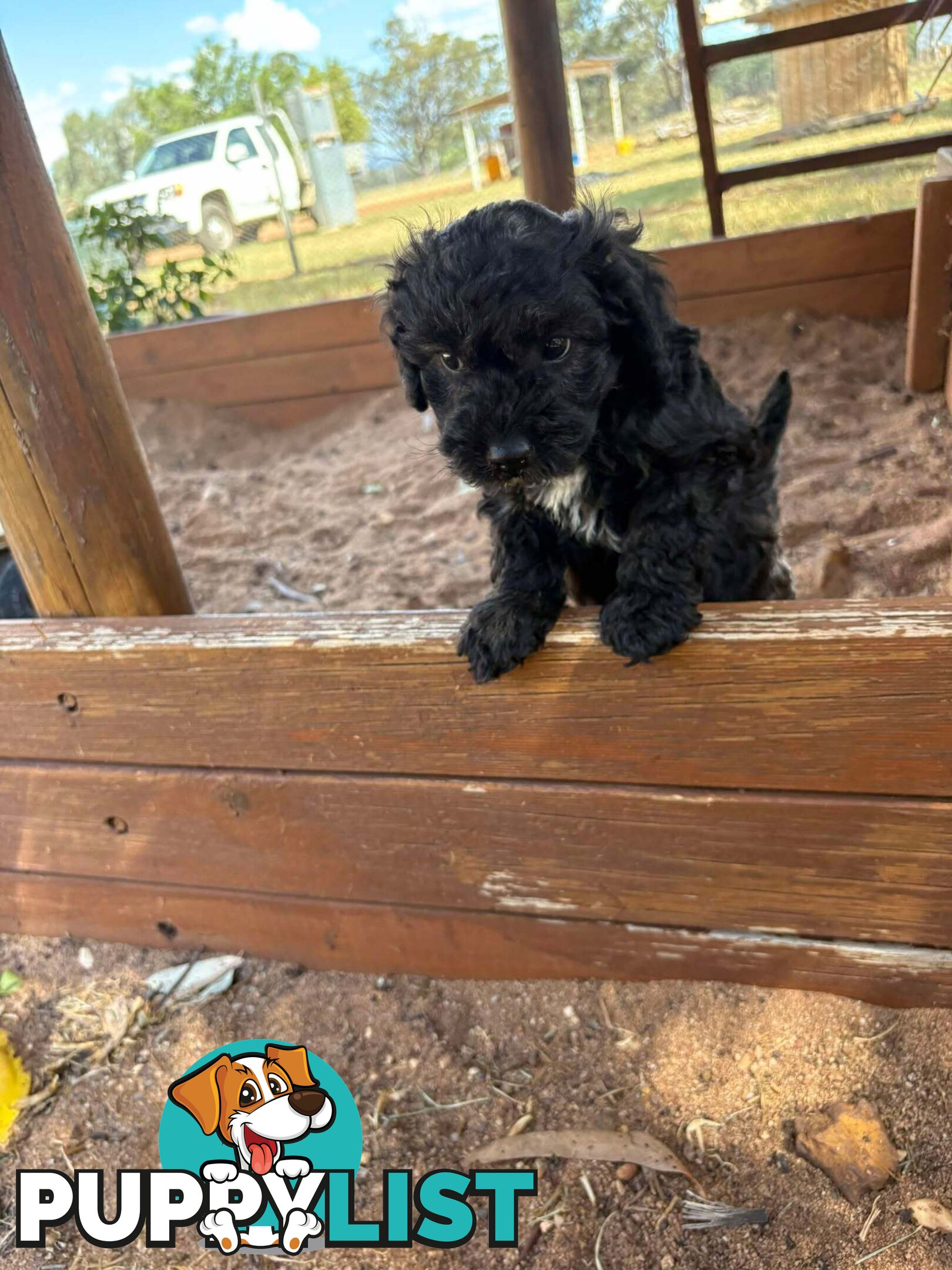 Gorgeous Male Cavoodle Puppies