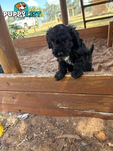 Gorgeous Male Cavoodle Puppies