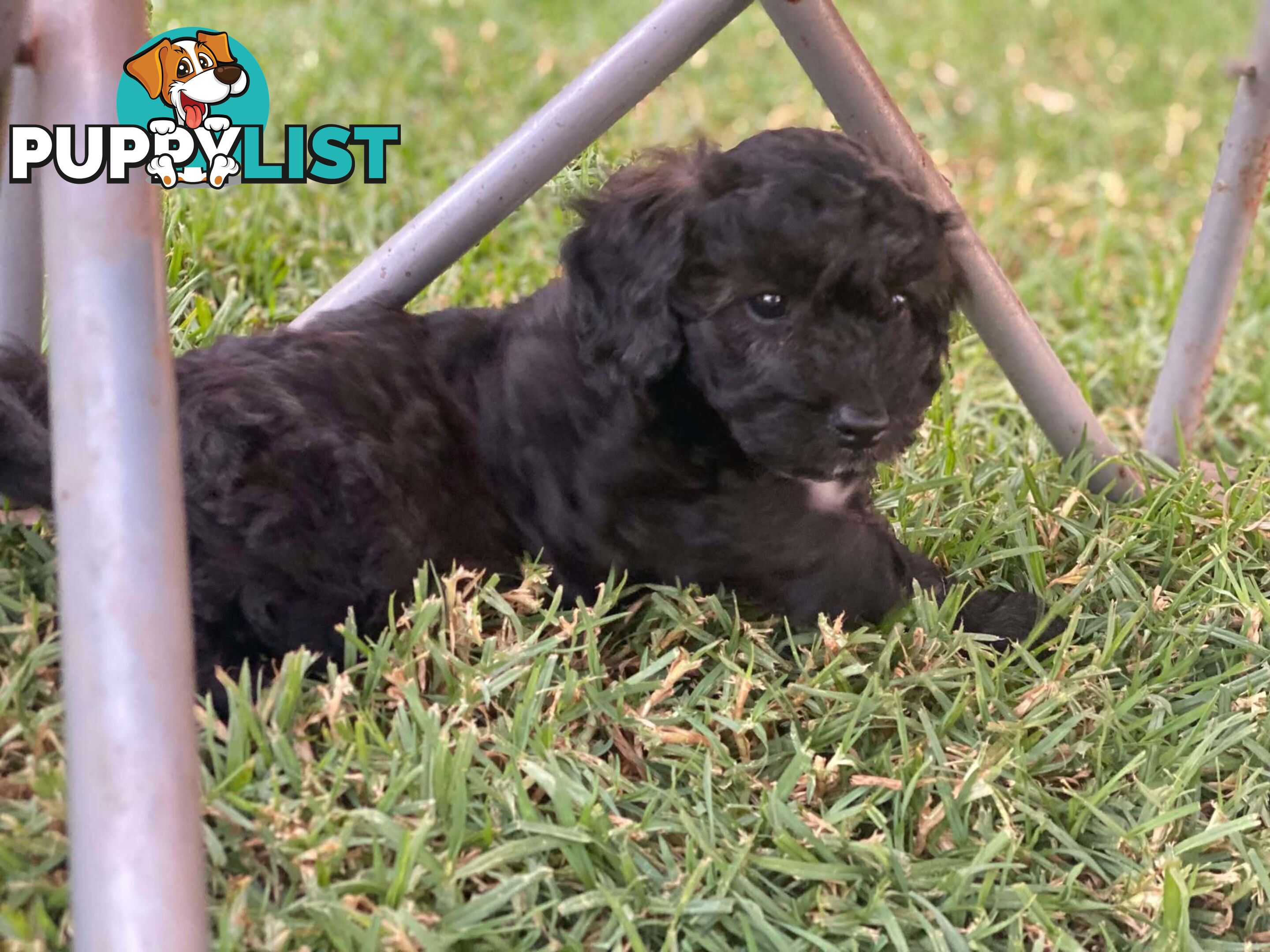 Gorgeous Male Cavoodle Puppies