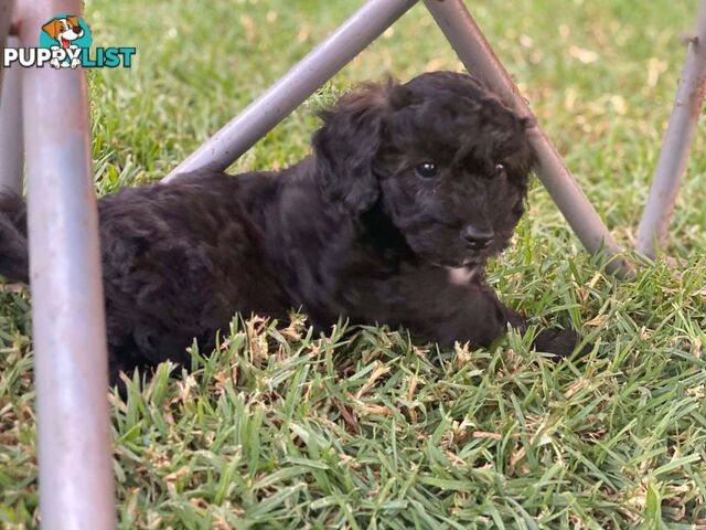 Gorgeous Male Cavoodle Puppies