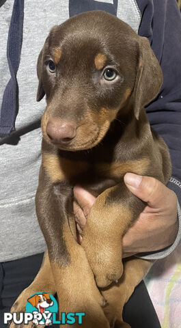 PUPPY PURE BRED DOBERMANN