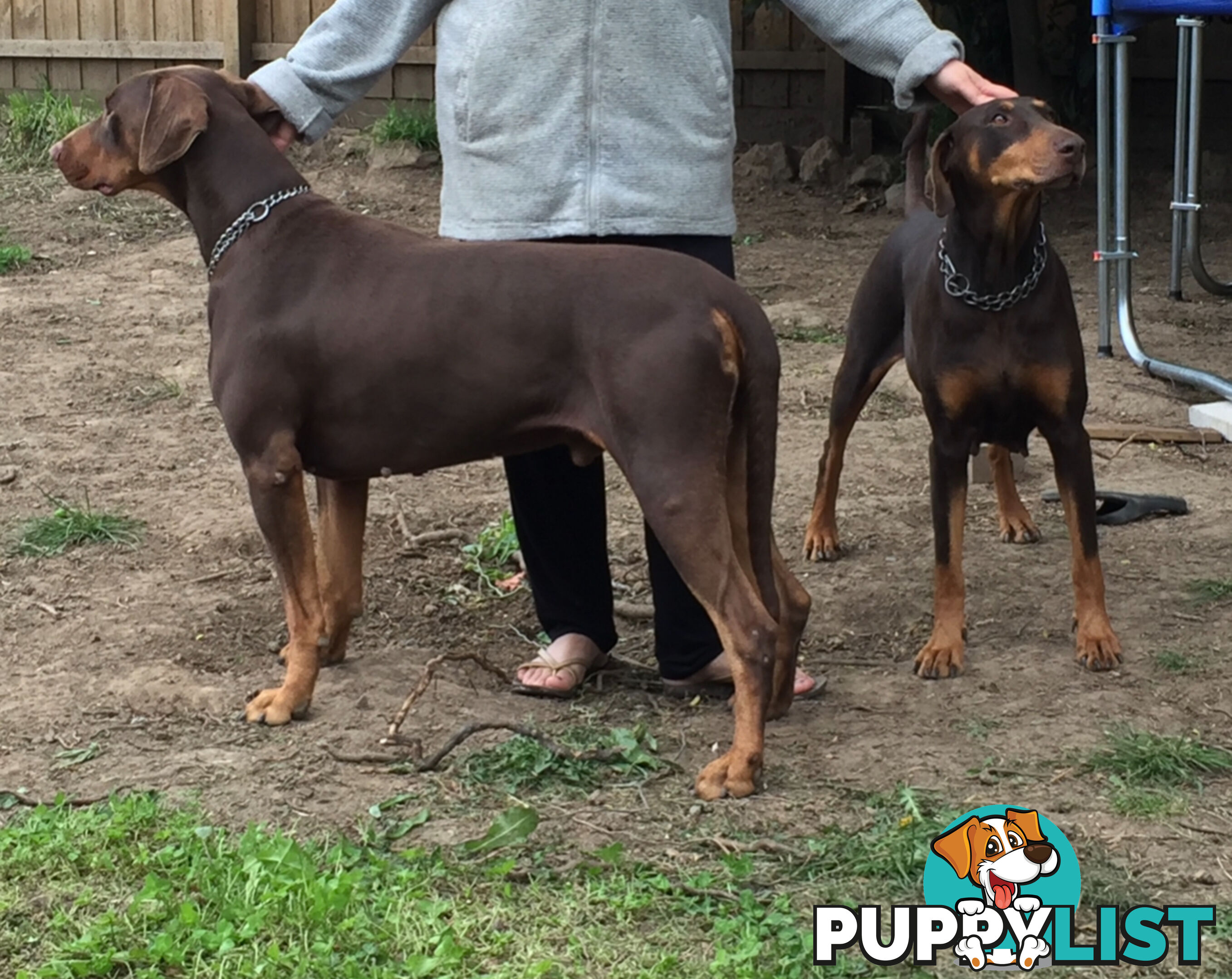 PUPPY PURE BRED DOBERMANN