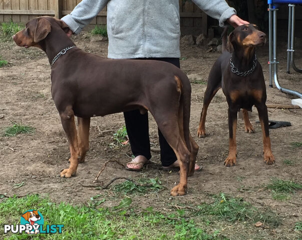 PUPPY PURE BRED DOBERMANN