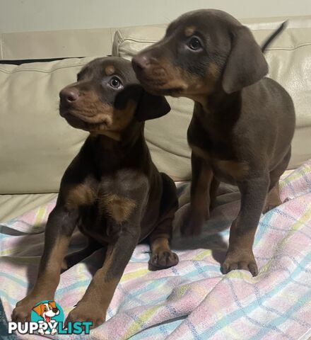 PUPPY PURE BRED DOBERMANN
