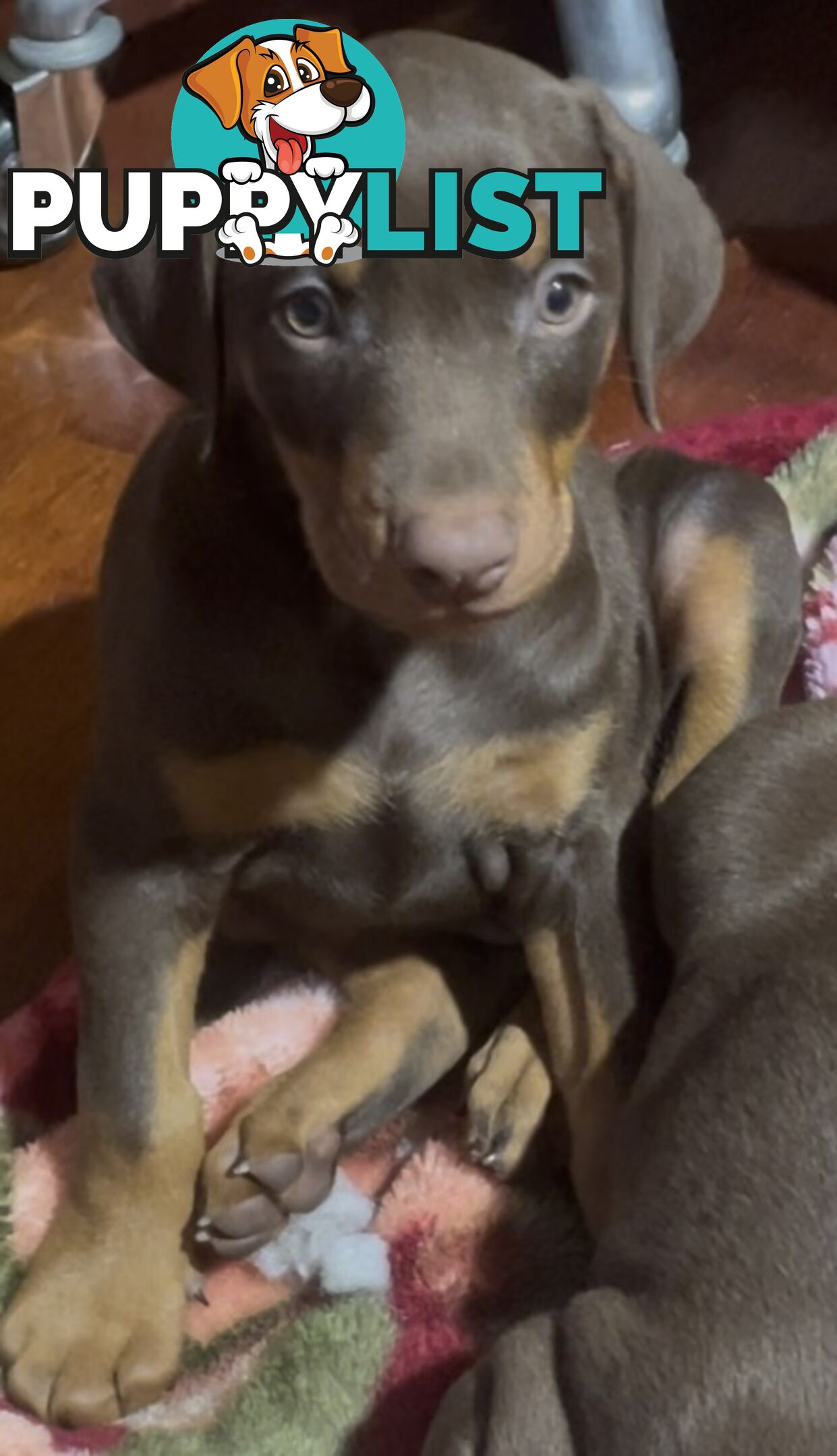 PUPPY PURE BRED DOBERMANN