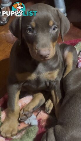 PUPPY PURE BRED DOBERMANN
