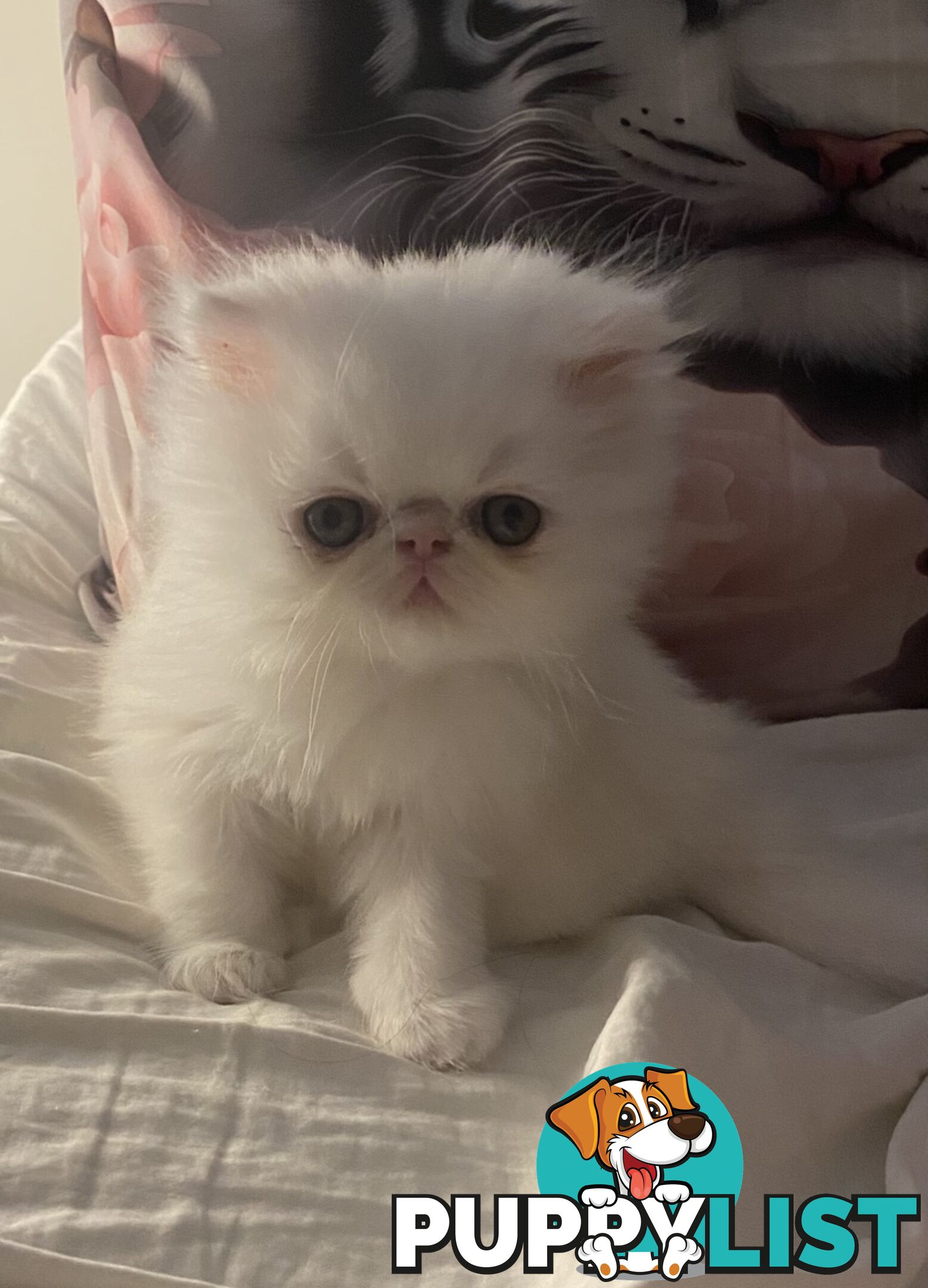 Pure bred White, Persian Female  Kitten