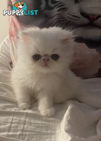 Pure bred White, Persian Female  Kitten