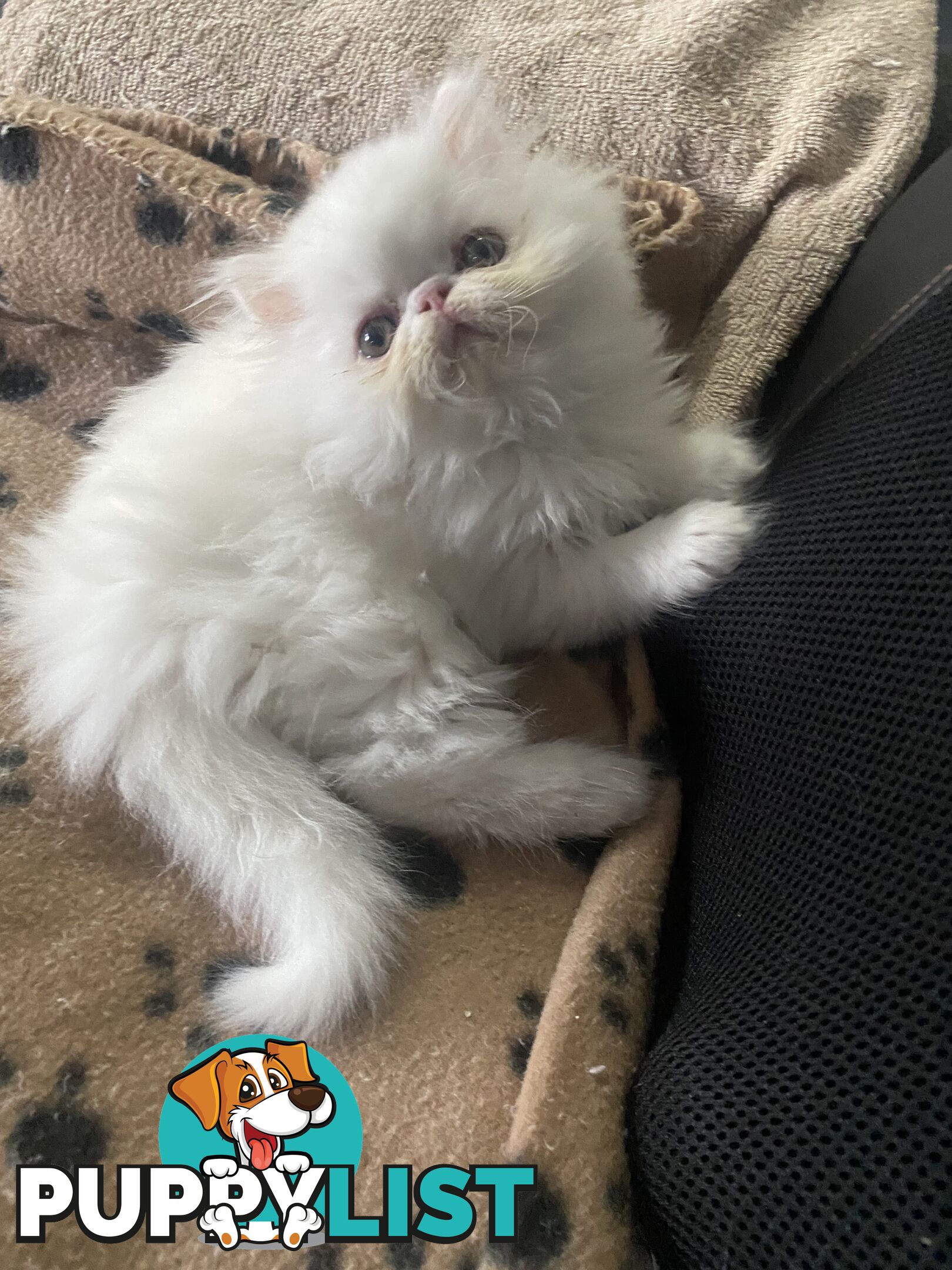 Pure bred White, Persian Female  Kitten