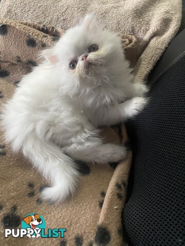 Pure bred White, Persian Female  Kitten