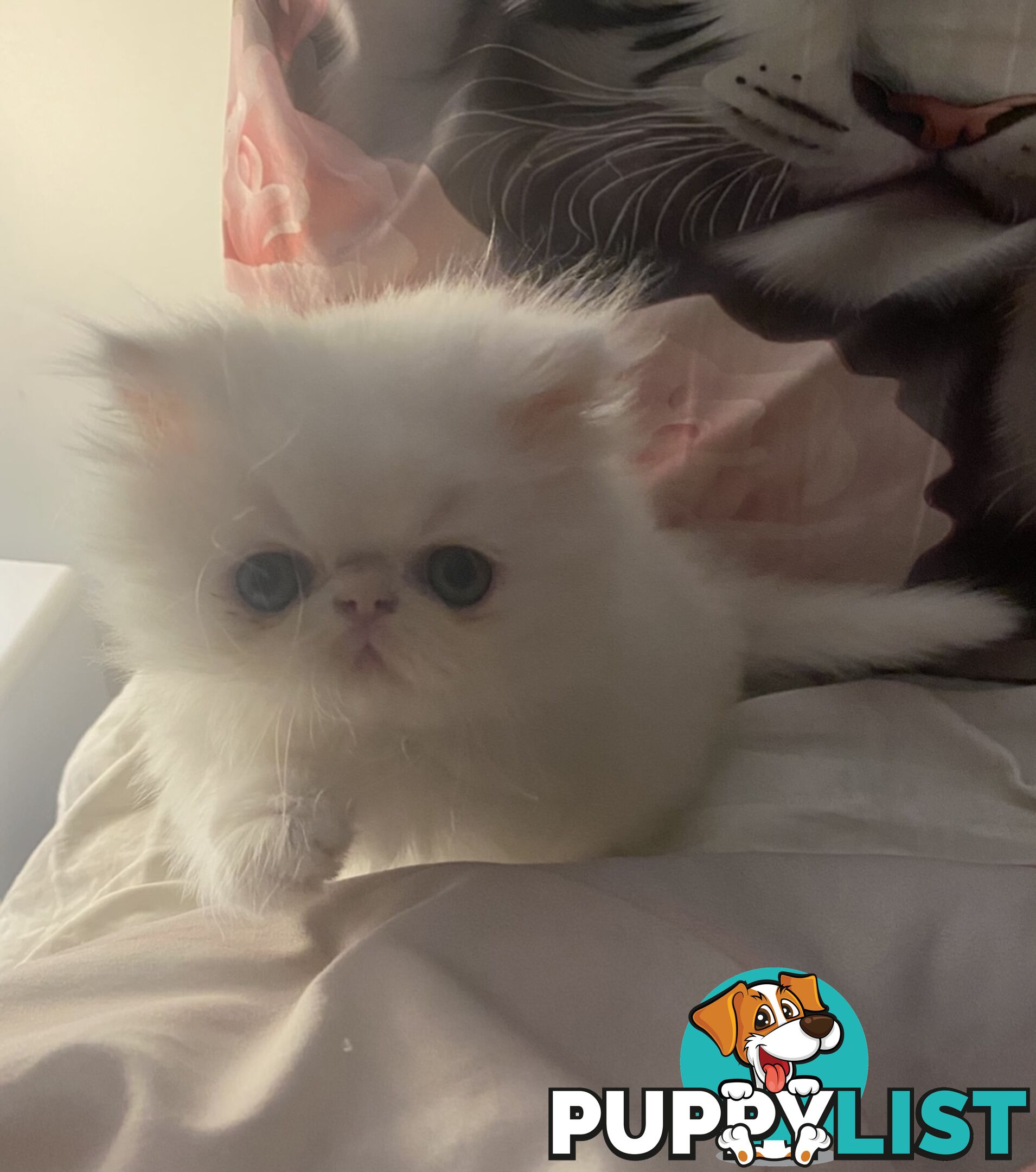 Pure bred White, Persian Female  Kitten