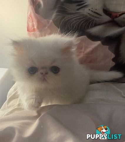 Pure bred White, Persian Female  Kitten