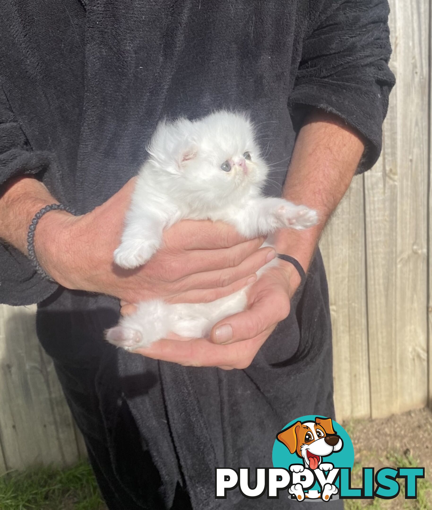 Pure bred White, Persian Female  Kitten