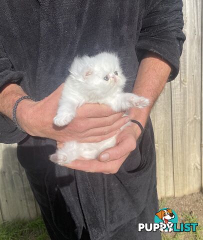 Pure bred White, Persian Female  Kitten