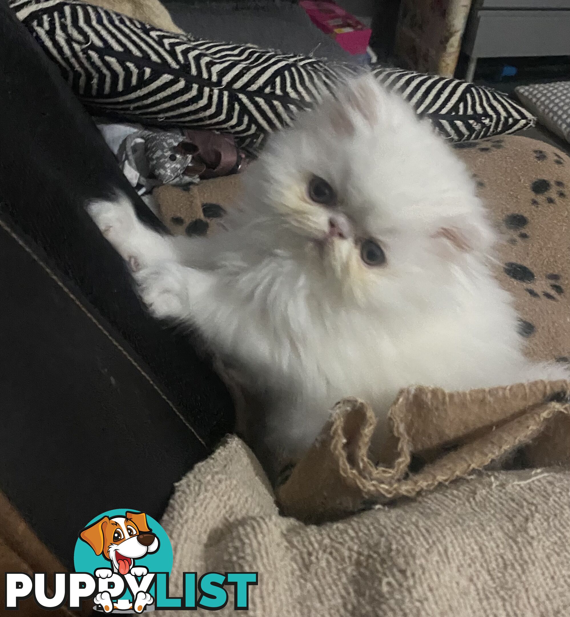 Pure bred White, Persian Female  Kitten