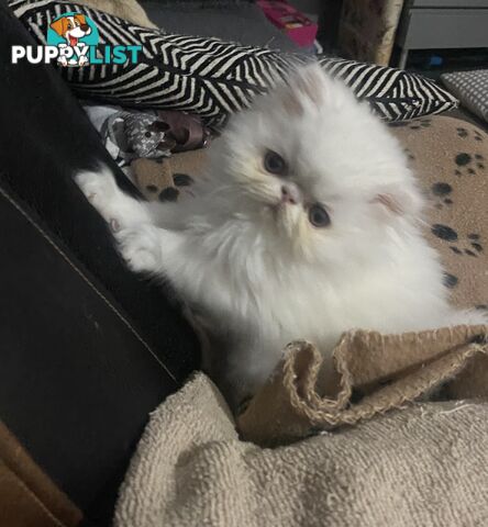 Pure bred White, Persian Female  Kitten