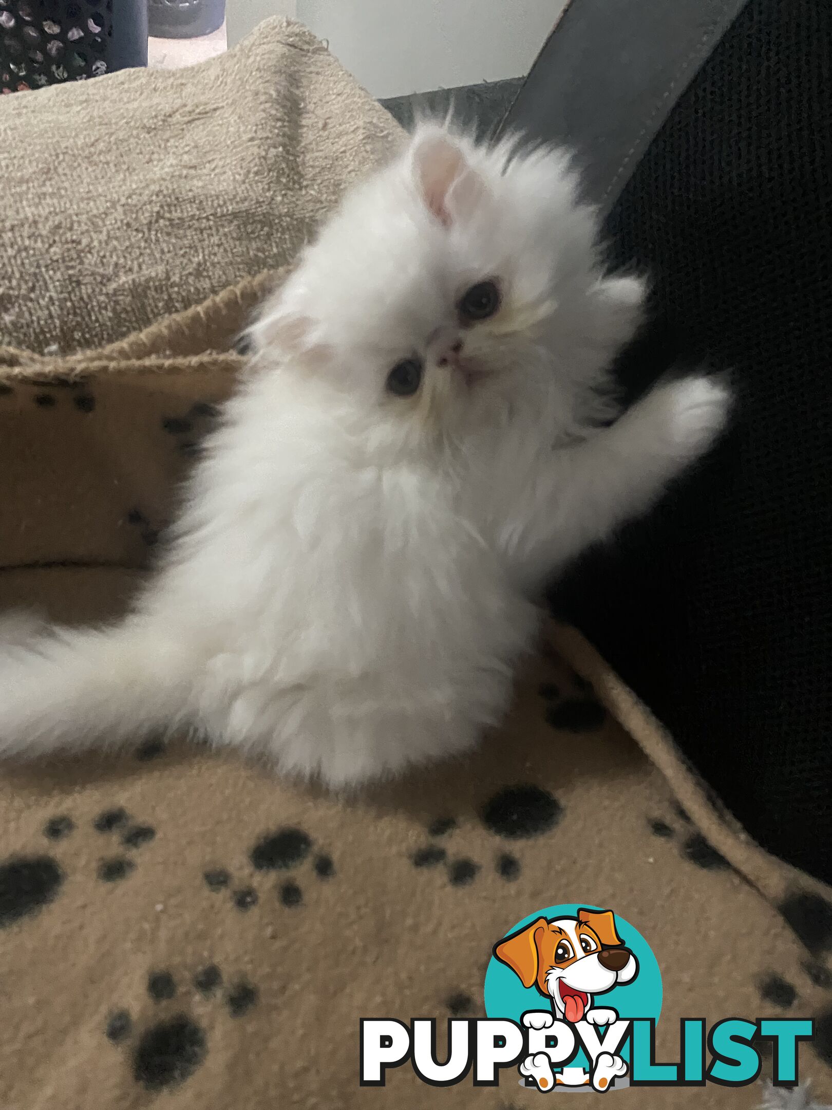 Pure bred White, Persian Female  Kitten